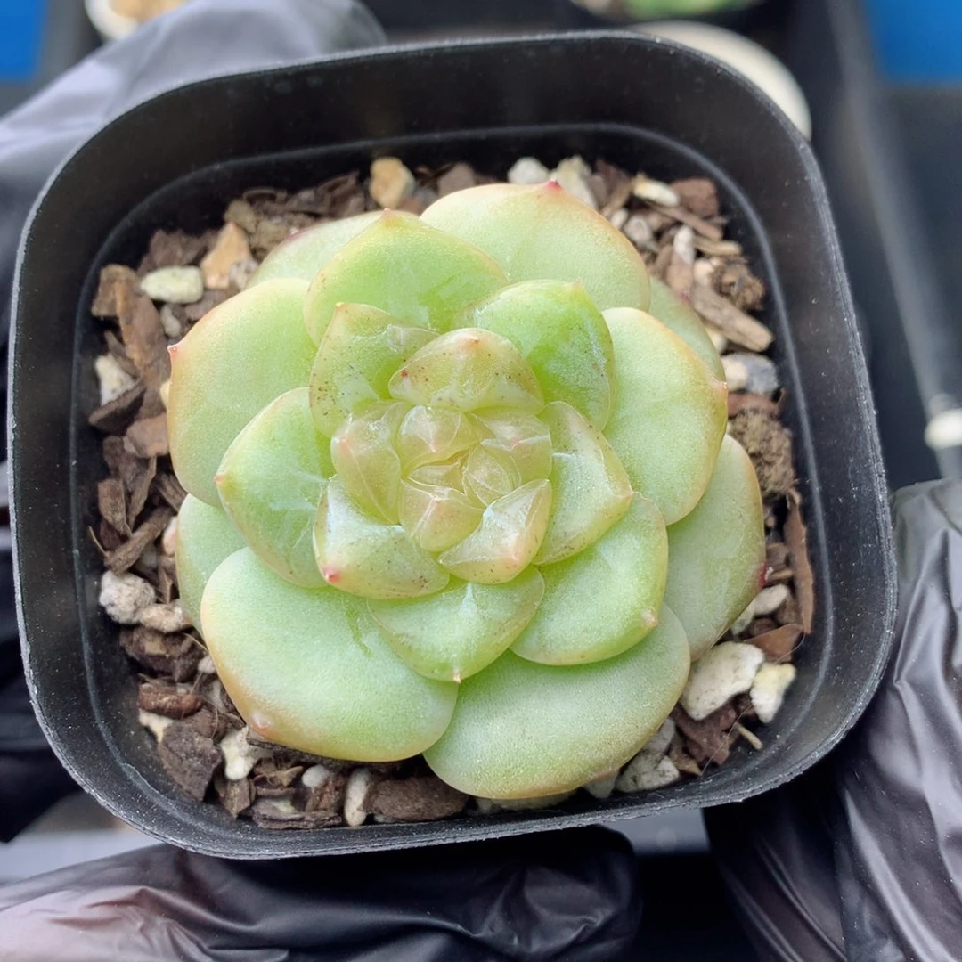 58包邮  群生不包整 35
