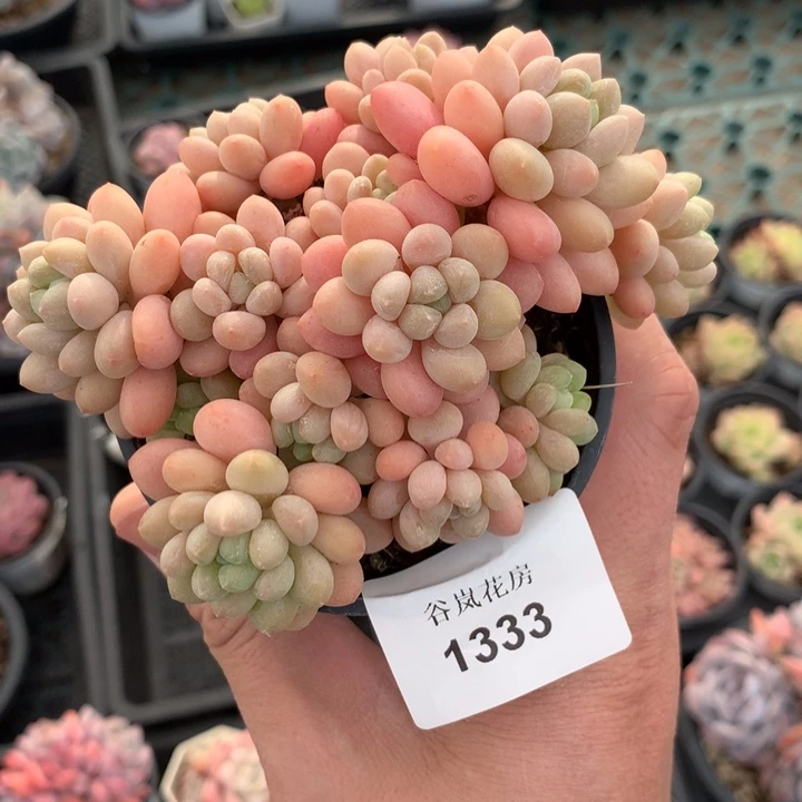 11号下午场，1333一颗