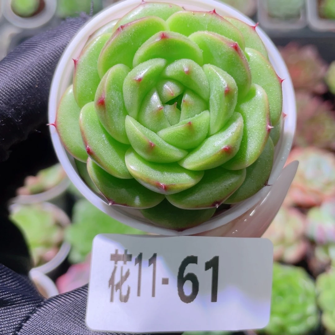 花利美11-61新品单头