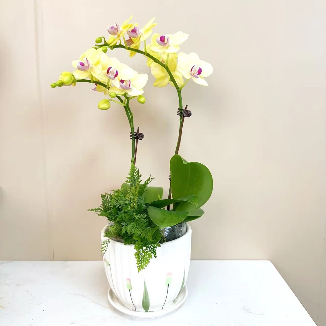 A级【金枝玉叶】精品 蝴蝶兰