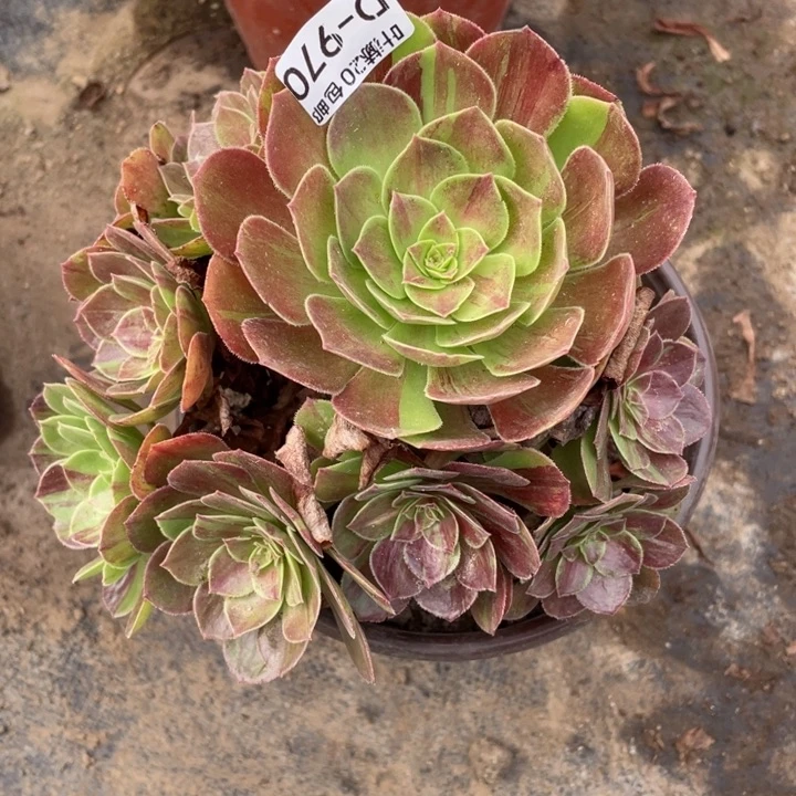 970花月夜多肉123446789