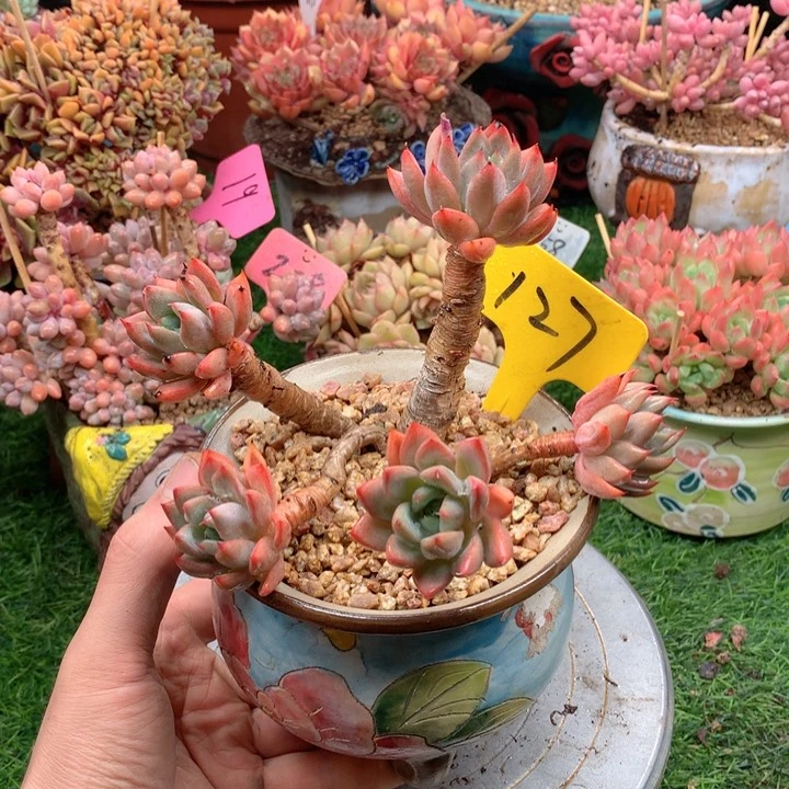 多肉植物一物一拍127