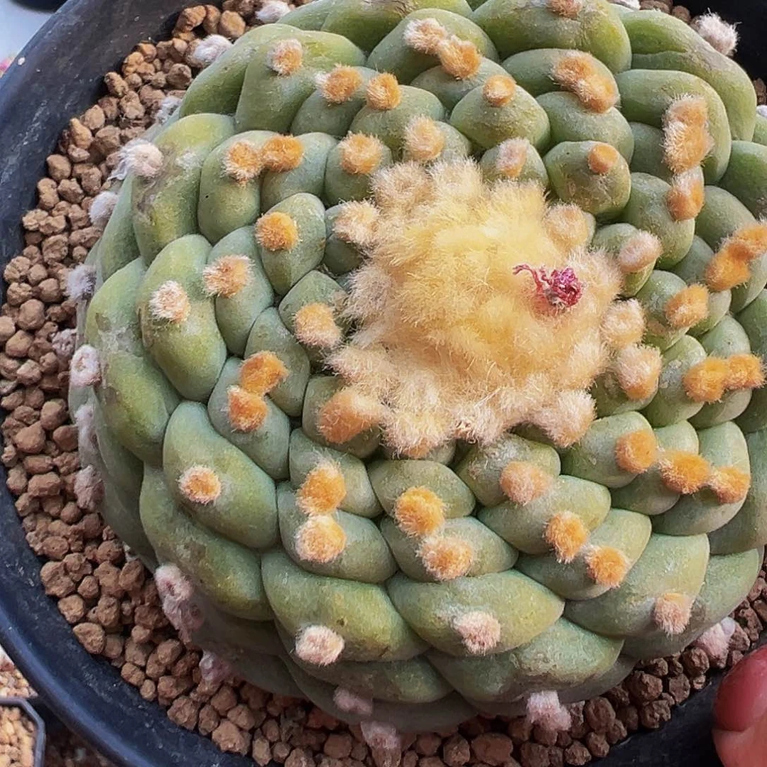 螺旋13棱佛头海鲜，尺寸8厘米