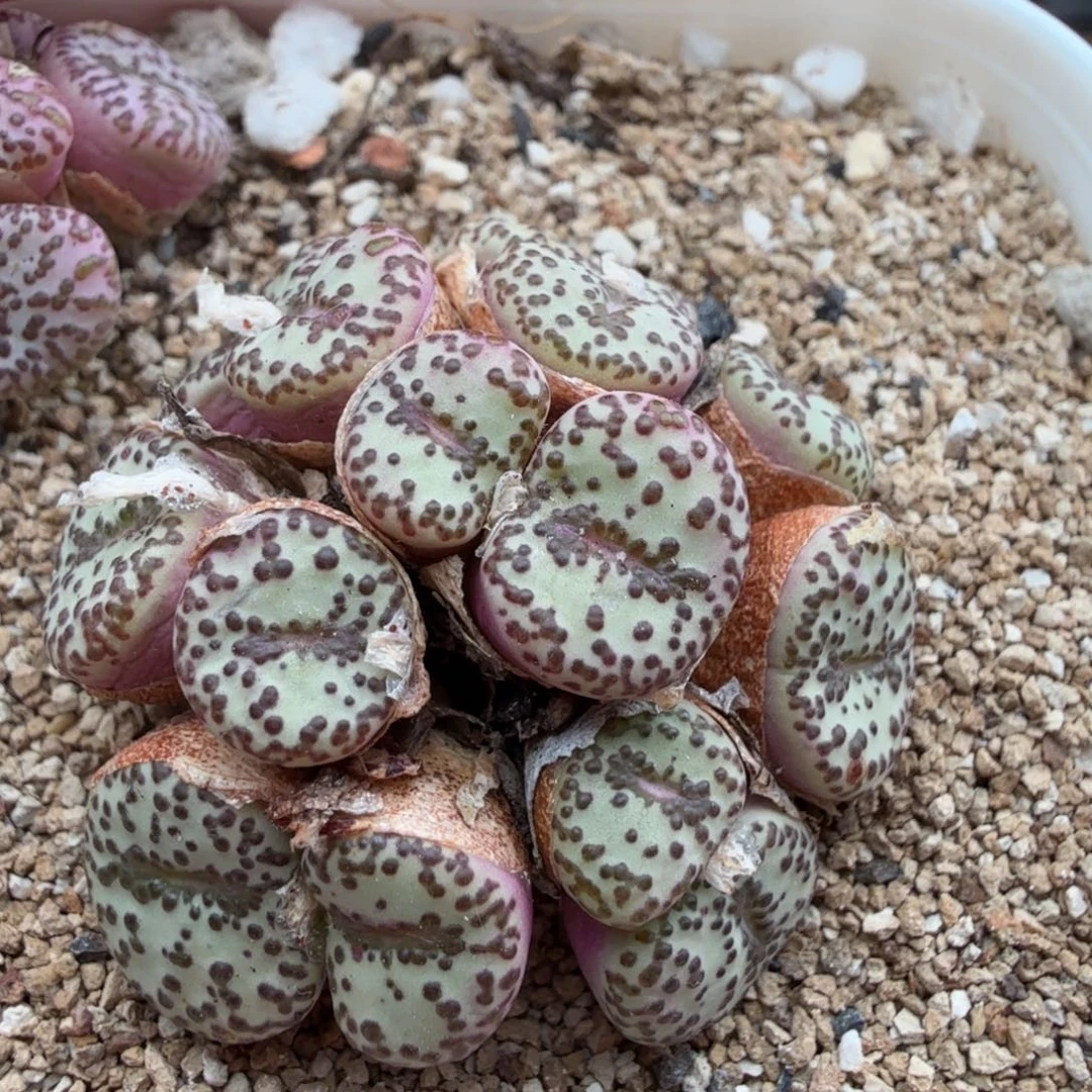 6.2.35/安贞捧花群