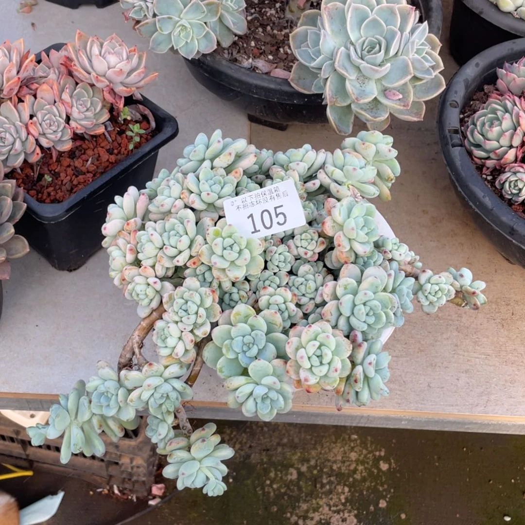 黑大帅多肉105劳尔