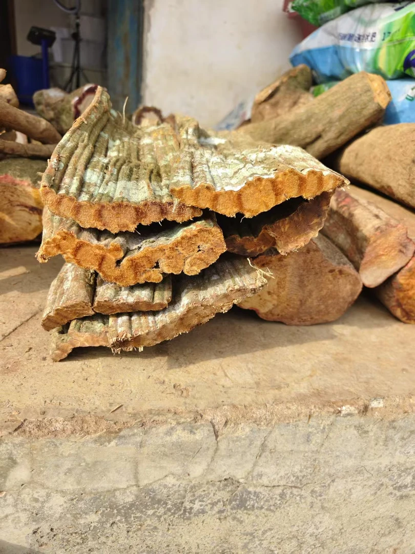 云南山货  扁担大树干
