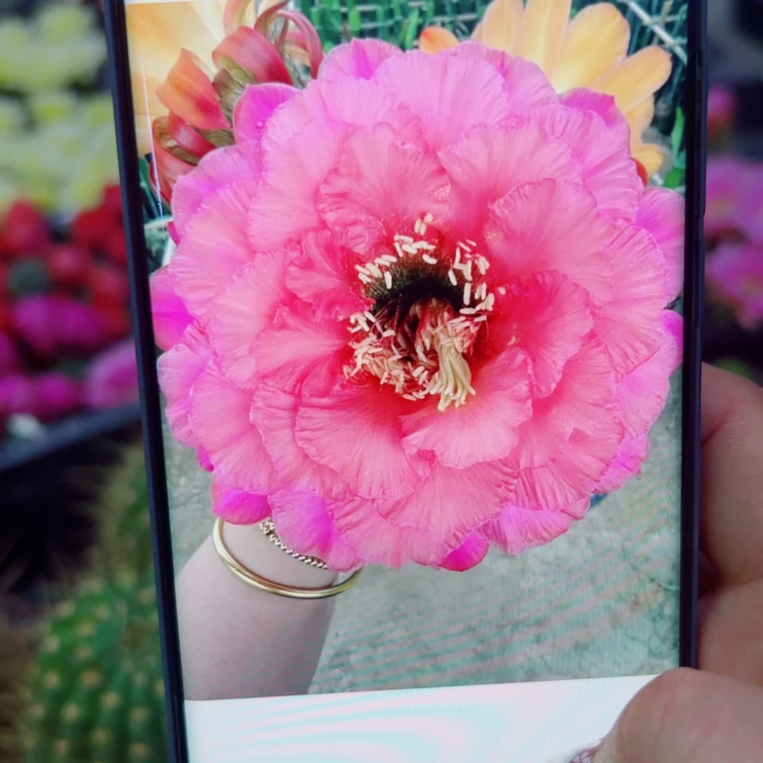 下80毛国色粉橙歪无根侧芽6公分左右20包邮