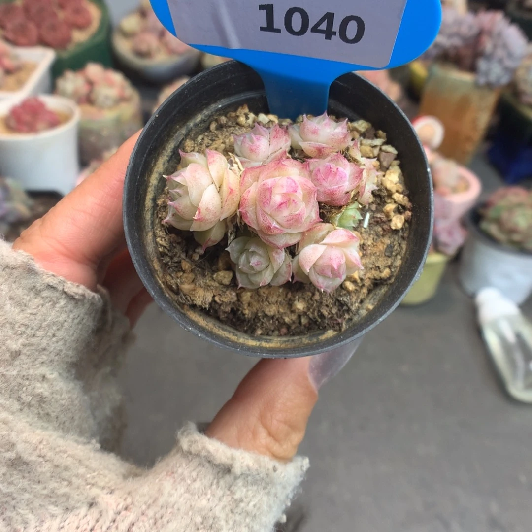 1040潘多拉女王多肉植物