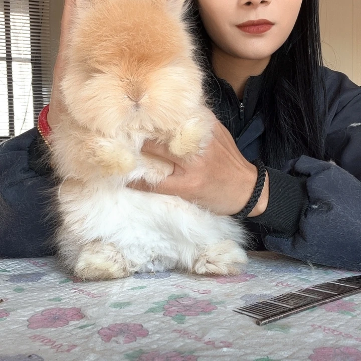 网红安哥拉兔奶黄包弟弟