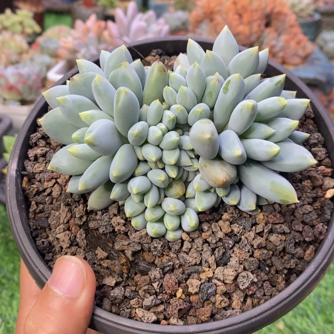 黄胖体哥特自然群一物一拍