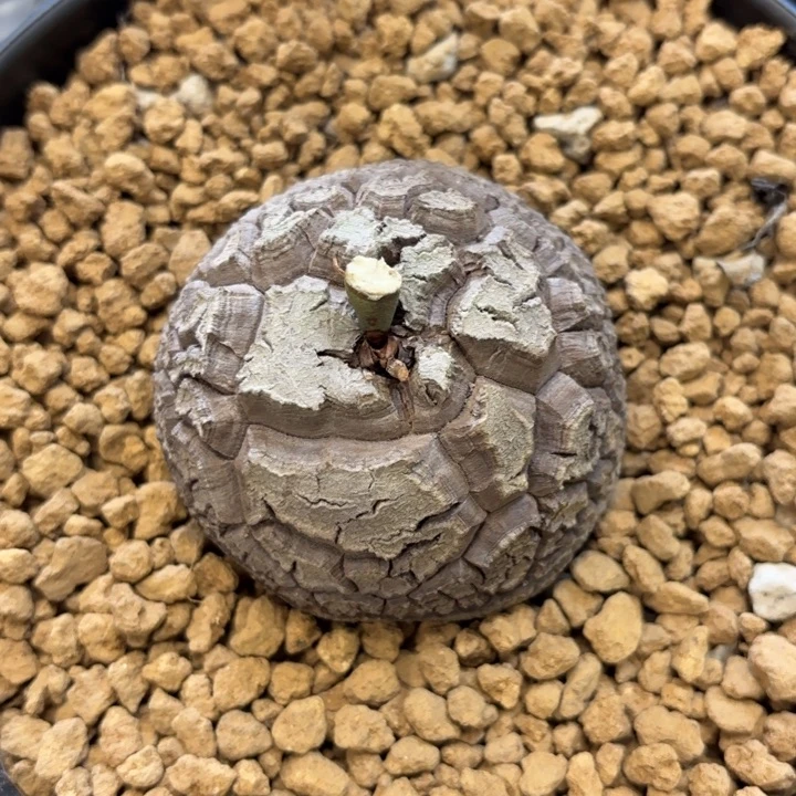 975号龟甲龙带盆包邮6.3公分