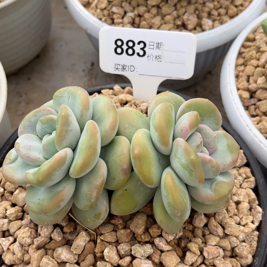 x系个体多肉植物883