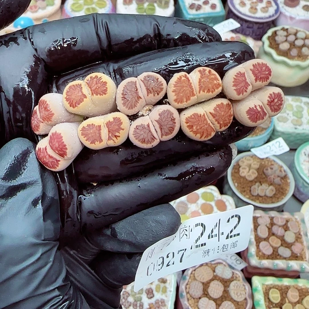 生石花满18包邮0927-242