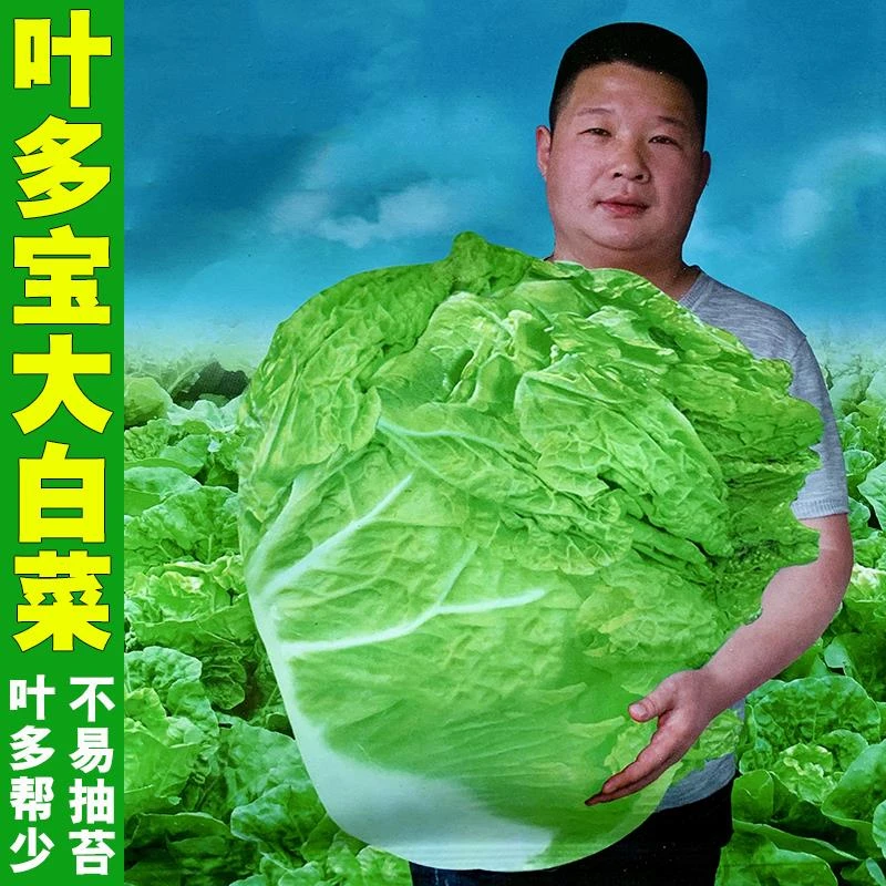 （全店满5包包邮）叶多多大白菜种籽火锅白菜高产特大品种四季播种