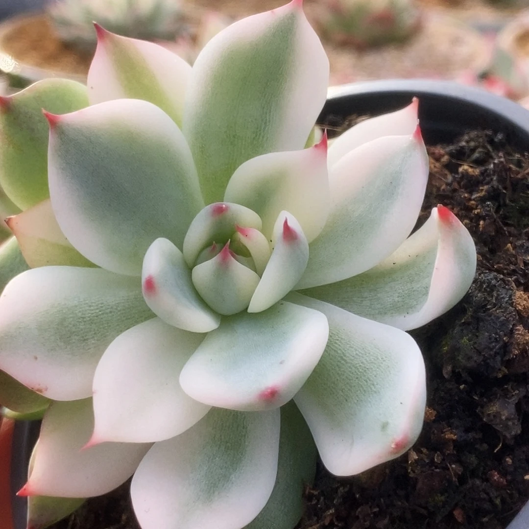 113锦锦锦锦锦锦锦锦