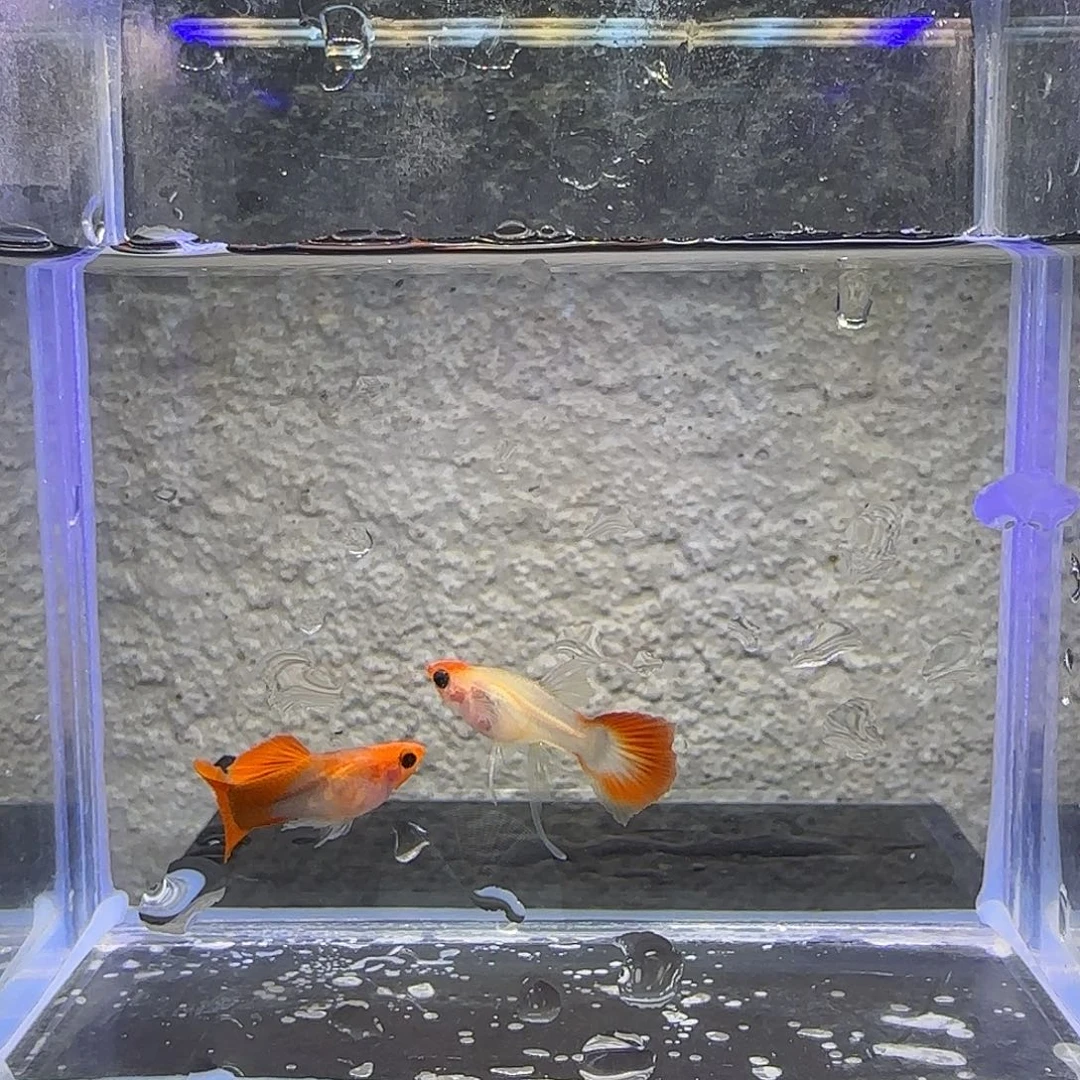 孔雀鱼深海蓝玻璃猫短C（32号）