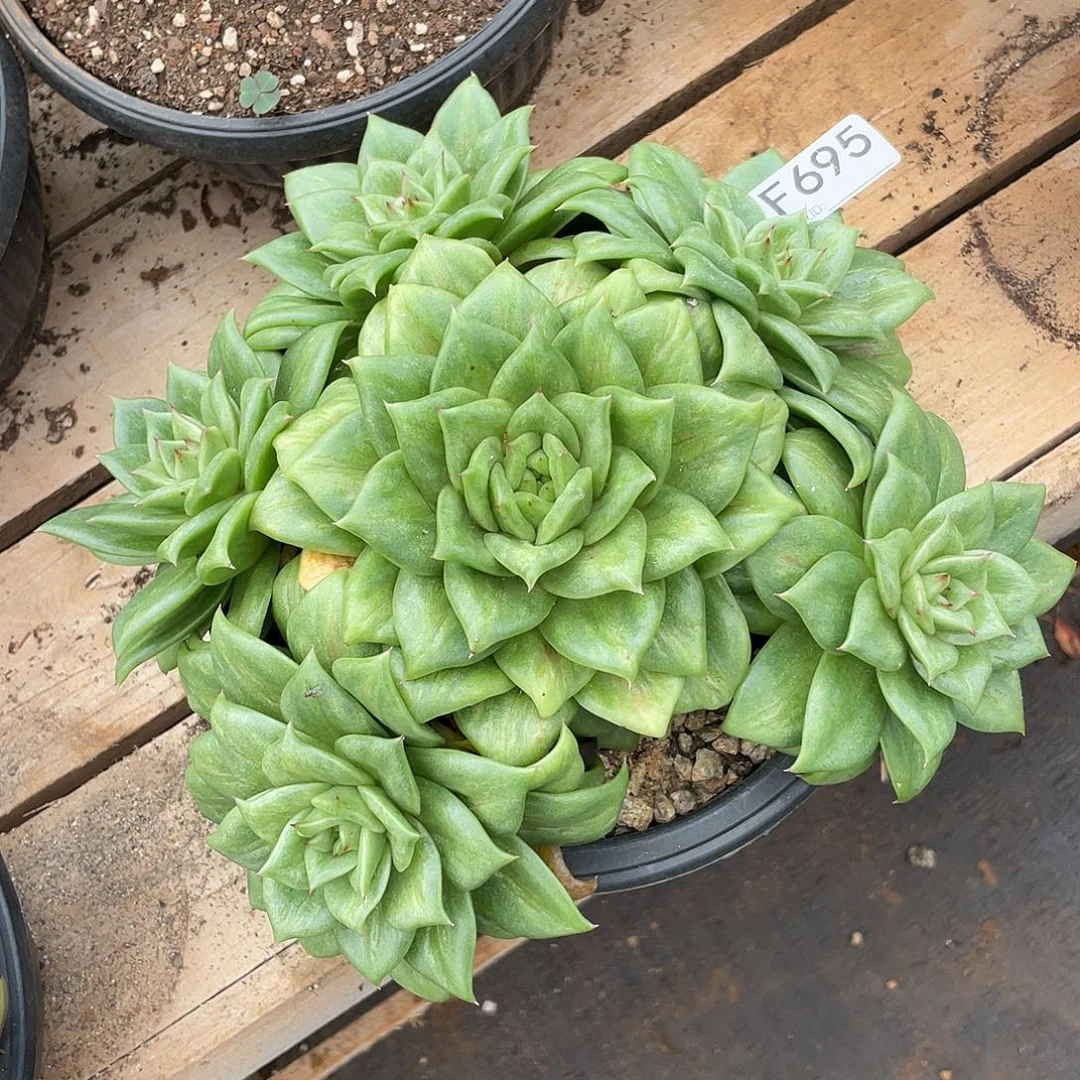 若如东云单拍F695