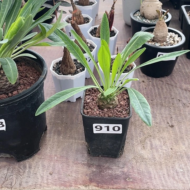 910铁甲丸菠萝球，