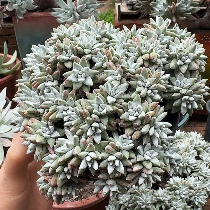 70头白菊一物一拍8