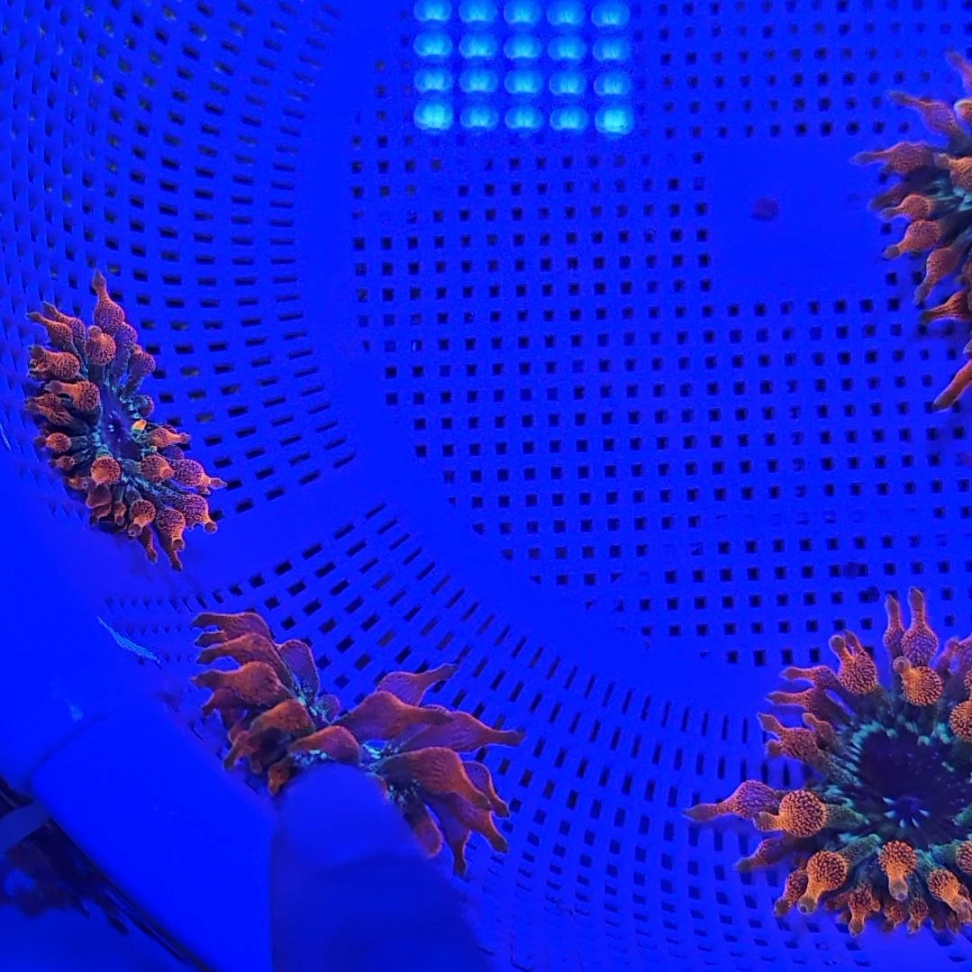 小***_纽扣珊瑚红奶嘴珊瑚