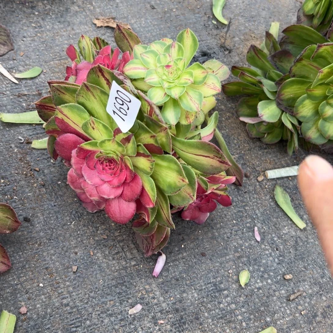 囍*嘻1690知否发货不售后多肉