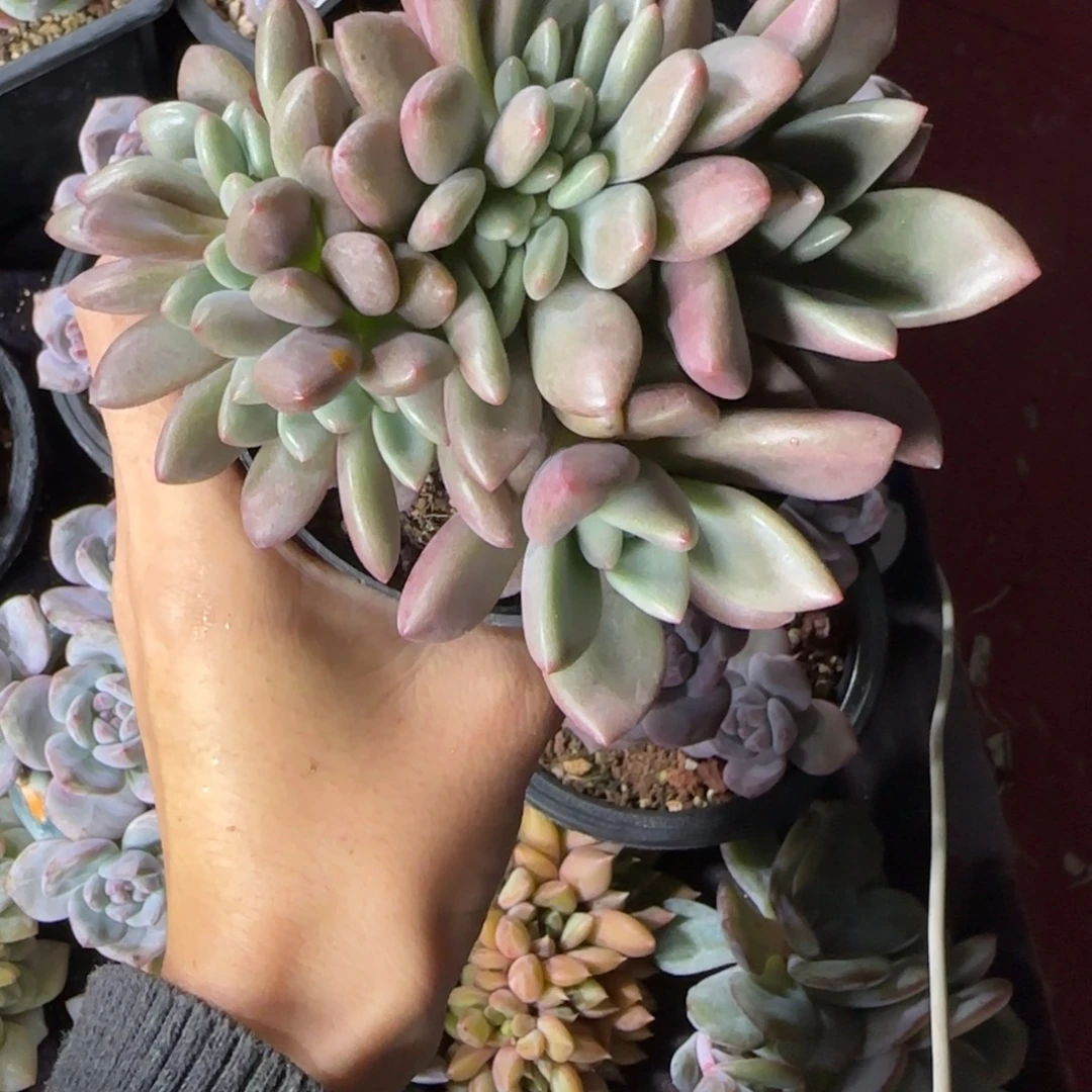 桃花源缀化一物一拍