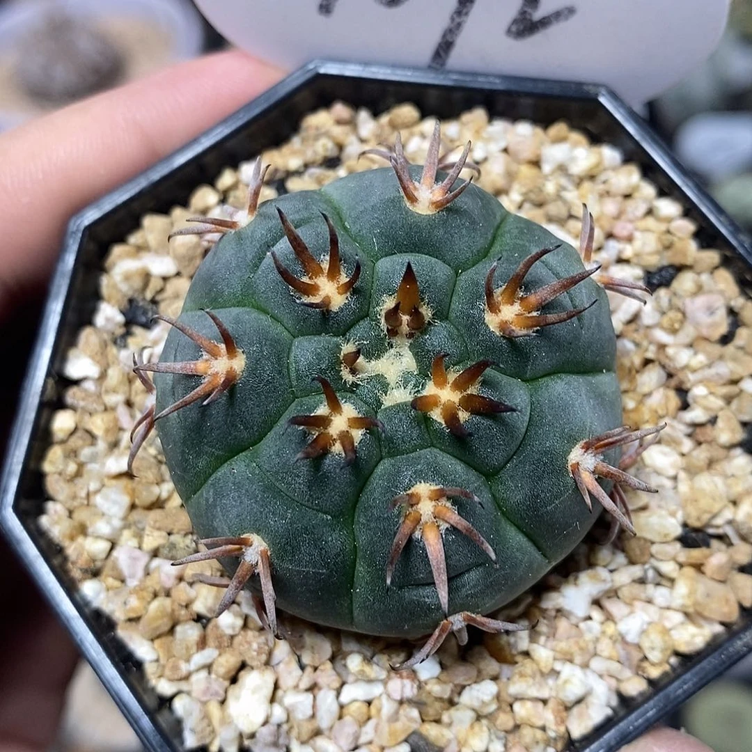 实生猫爪1072号4cm