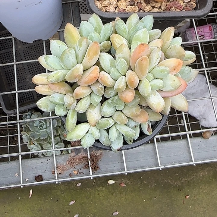 青蛙王子儿童牙膏11