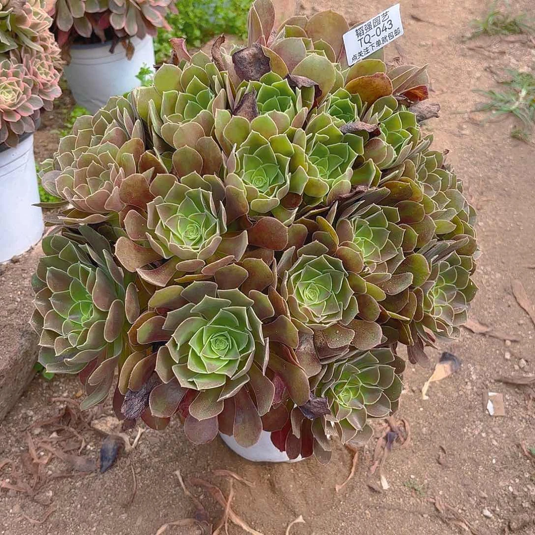 女妖妈多肉植物五号43
