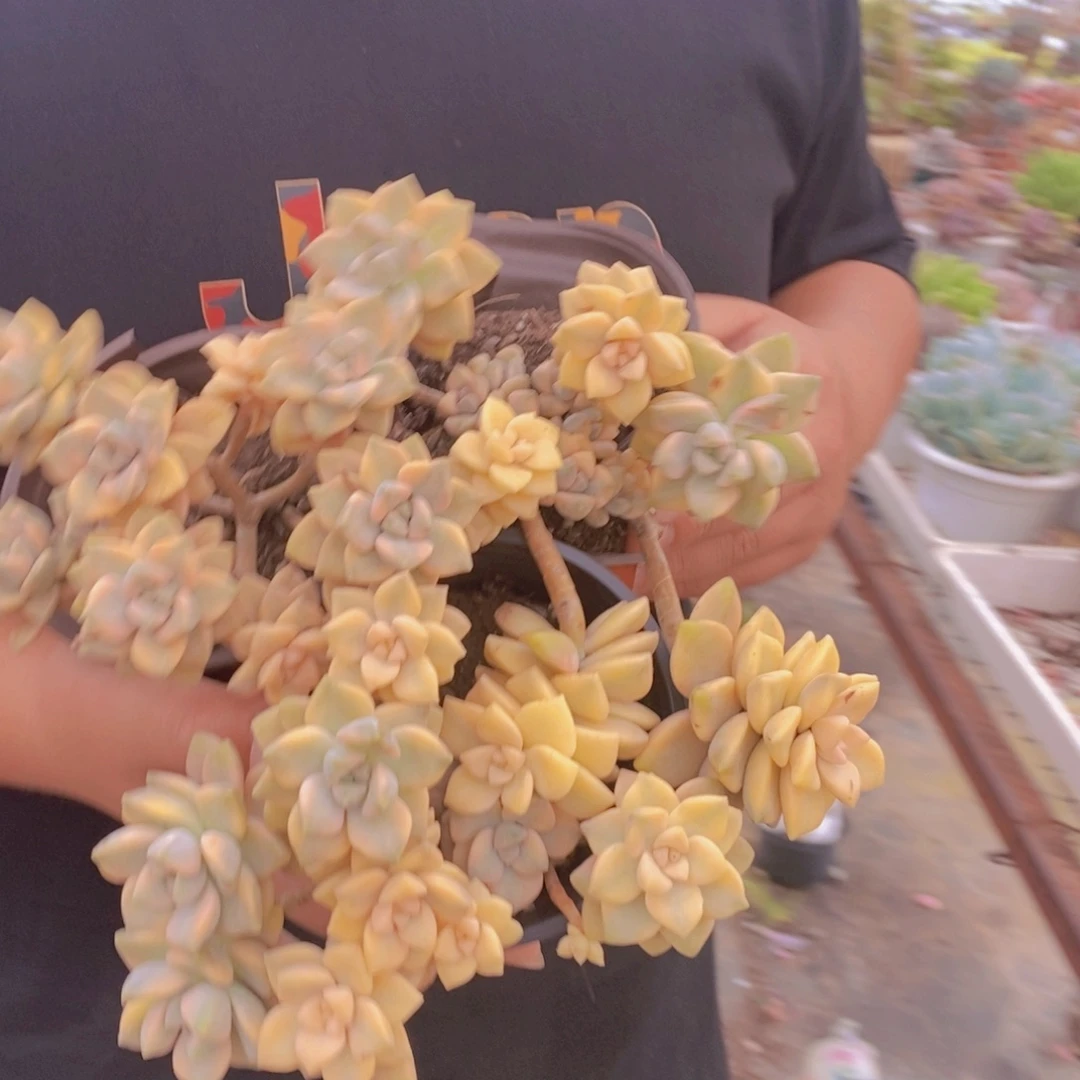 美杏锦整桩整群三盆