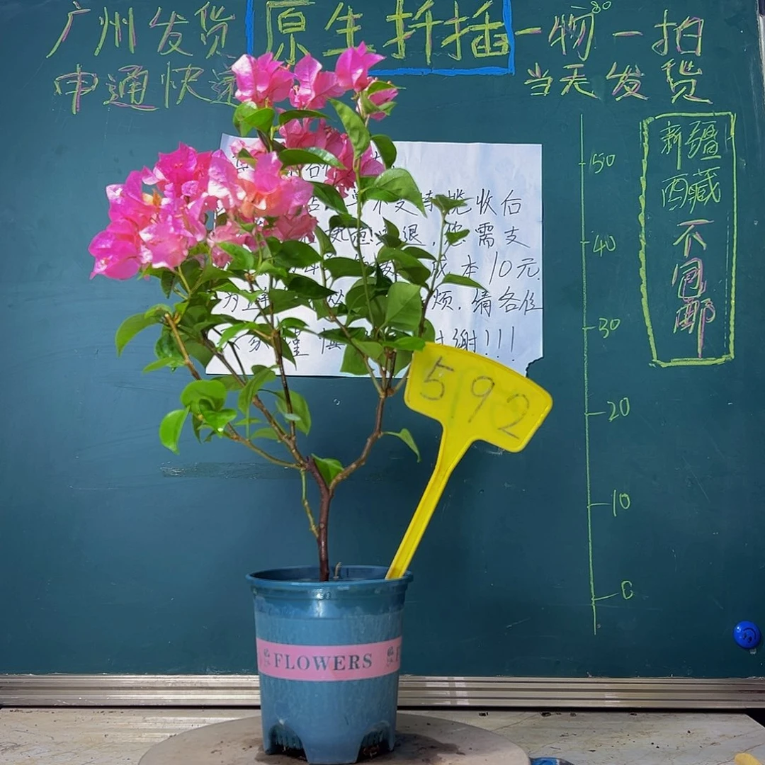 当前无花栽培后可以开花  波伊斯玫瑰  592