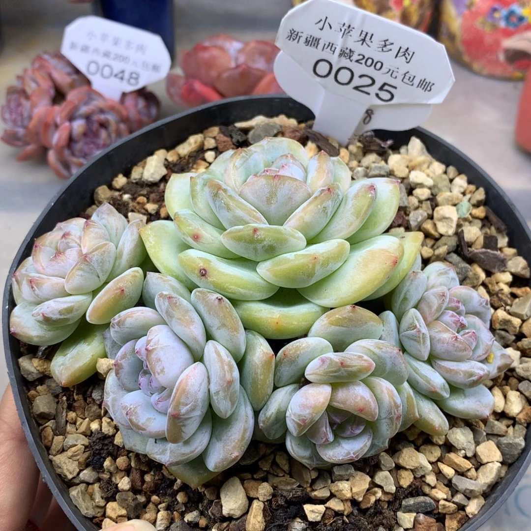 黄底紫心025/14cm5头