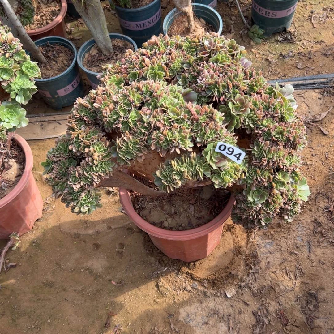 玫瑰缀有伤094冠服45