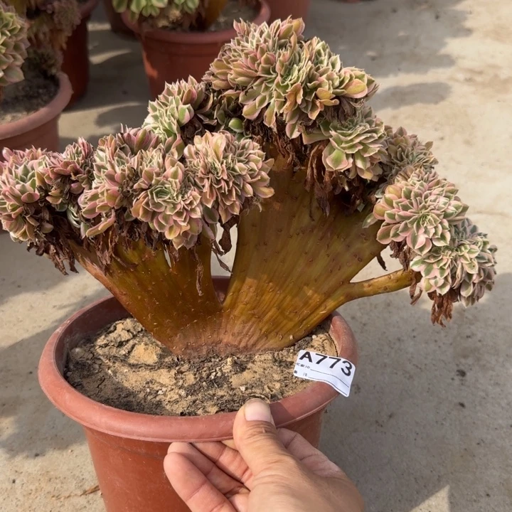 糖果女巫法师锦缀化不包损773