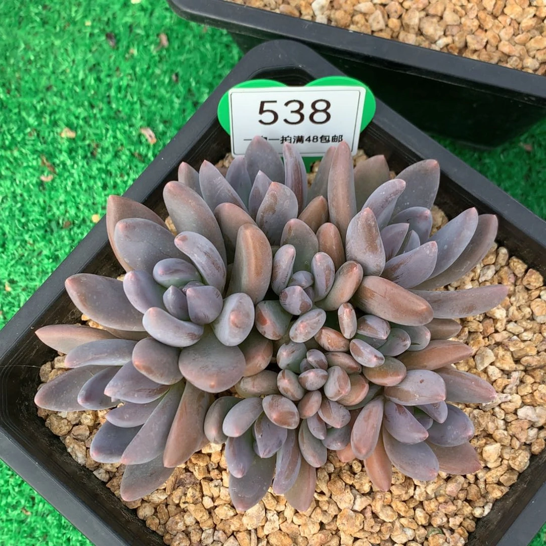 黑加仑无砍平头538