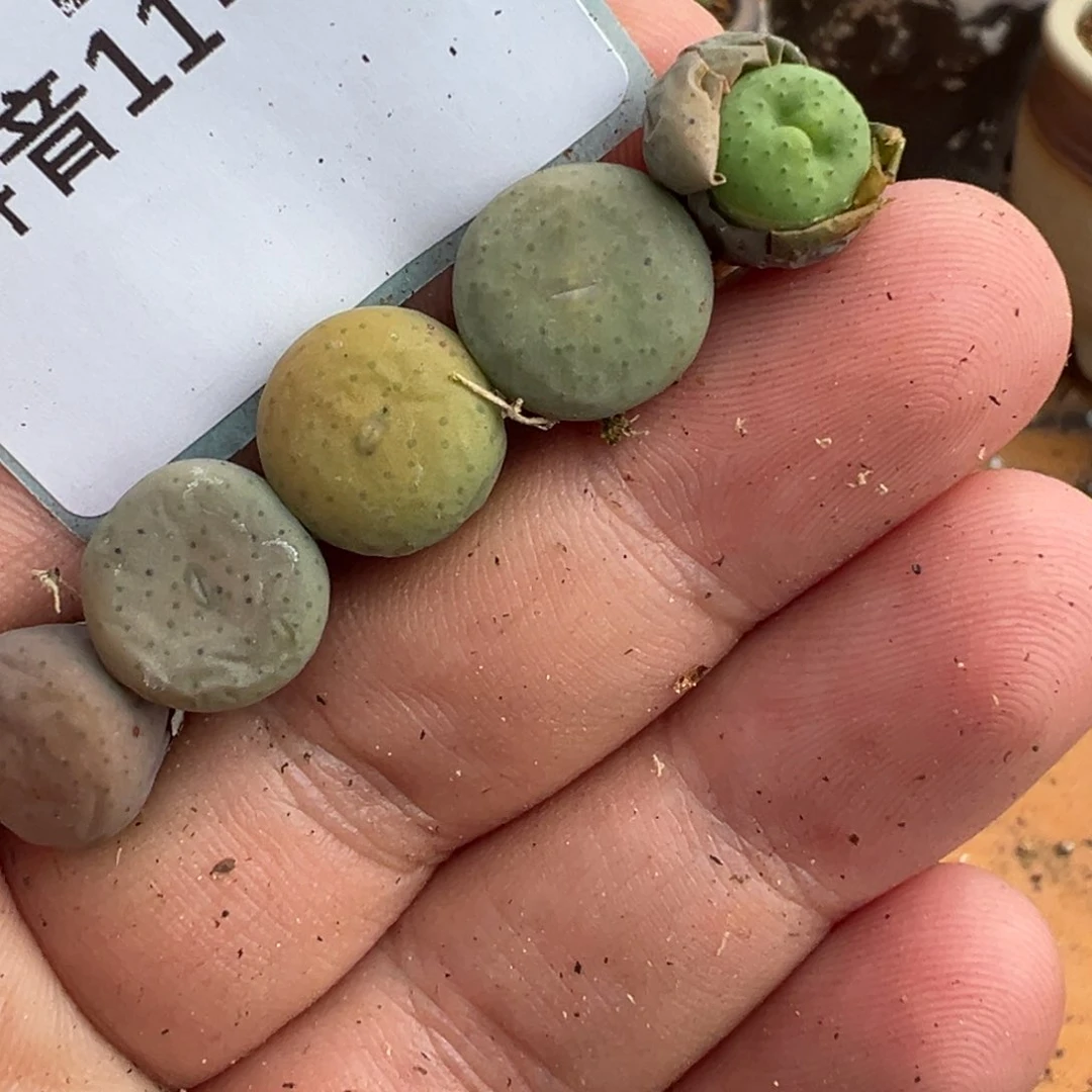 11-97量拍奶油嘴一颗