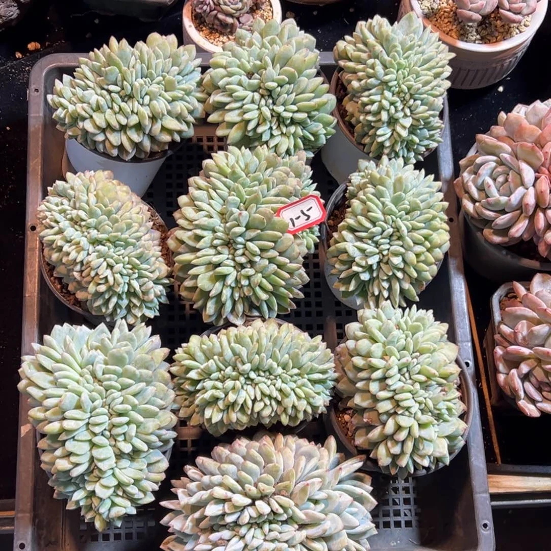 新年快乐 新年快乐