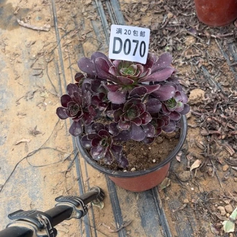 070黑元叶不包断枝