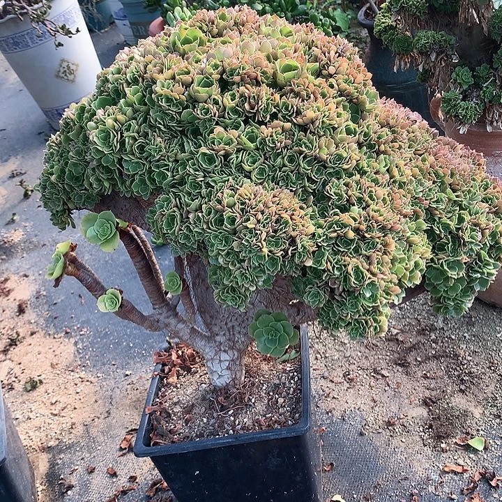 玫瑰朵朵脱土不带盆啊