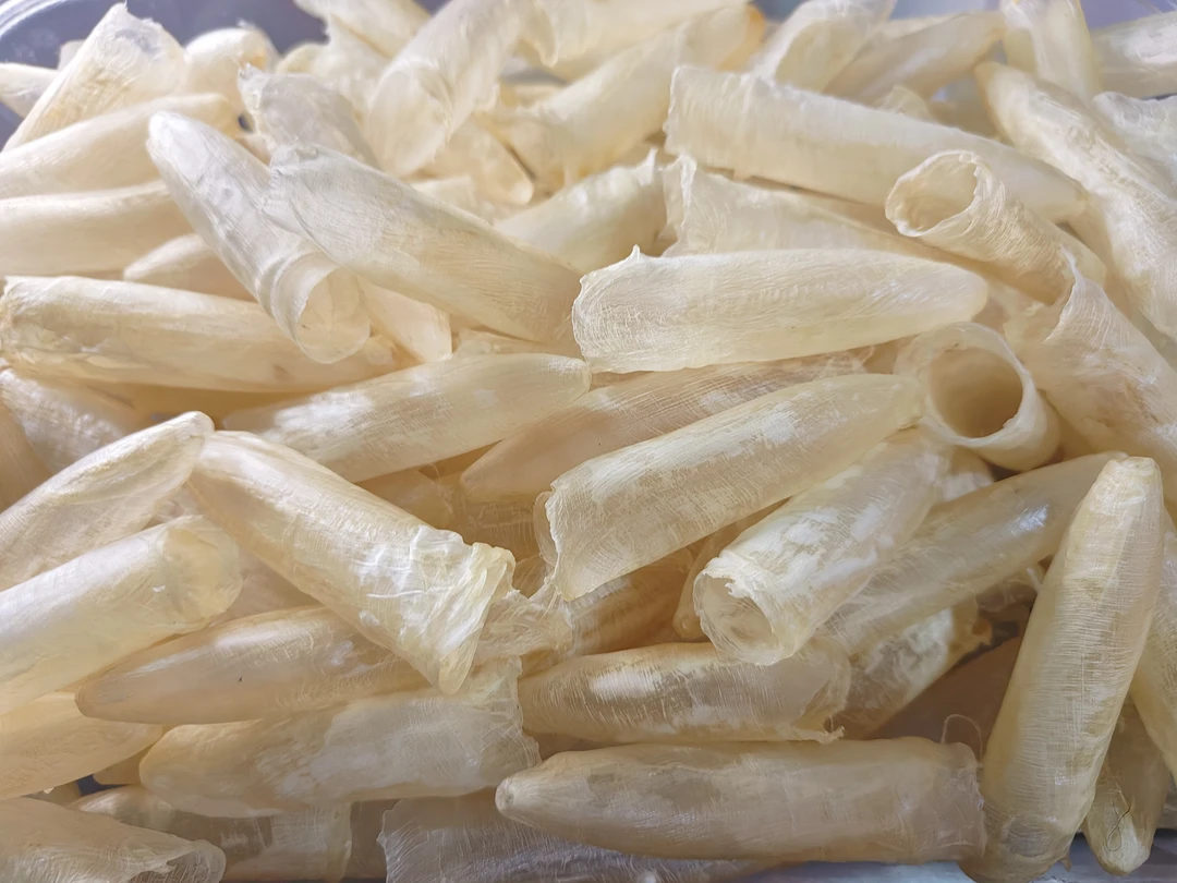 水晶白花胶筒炖奶炖汤零腥味
