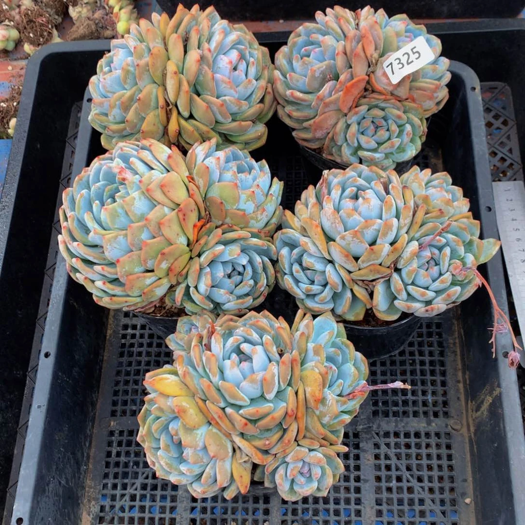 7325五个嗯嗯嗯嗯嗯好喜欢