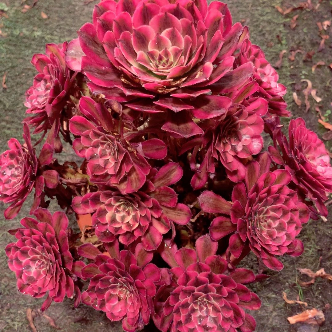 白月光，多肉植物的
