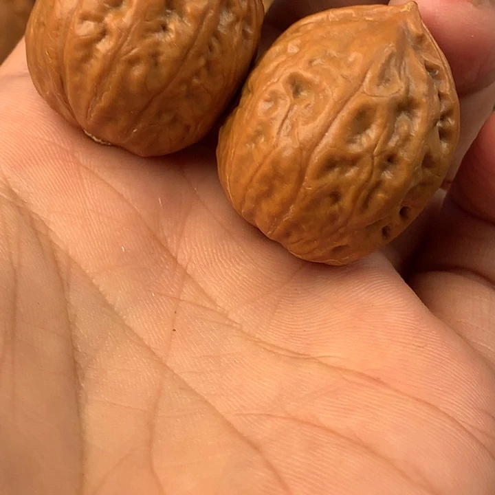 ?**?金豆。