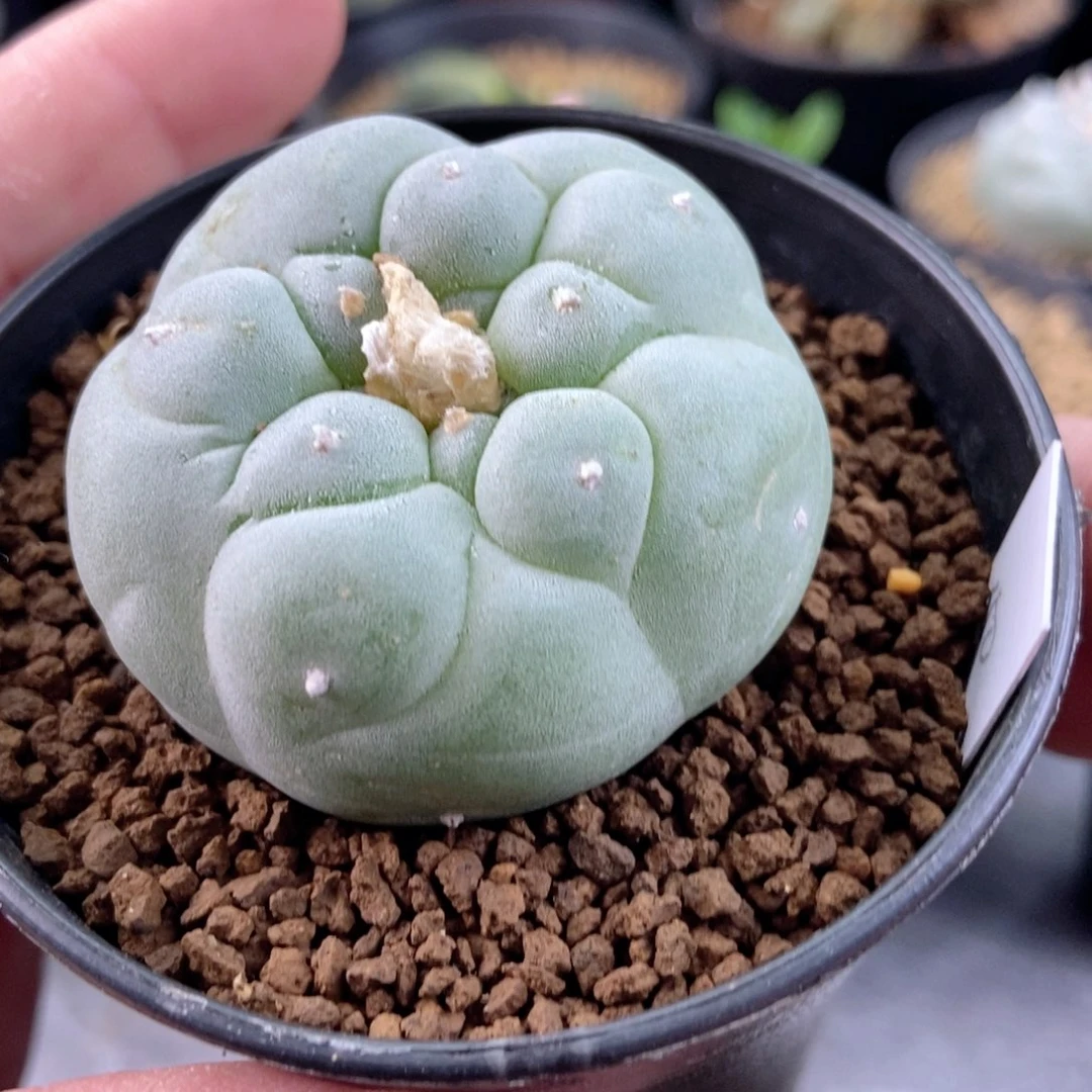 ?***盐无刺仙人球开花了，