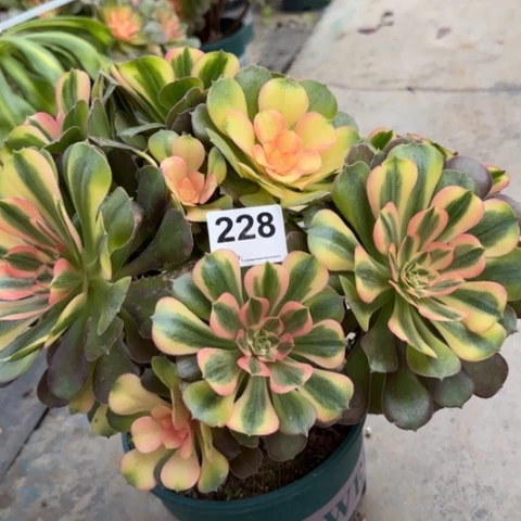 228雅典娜朵朵30厘米左右