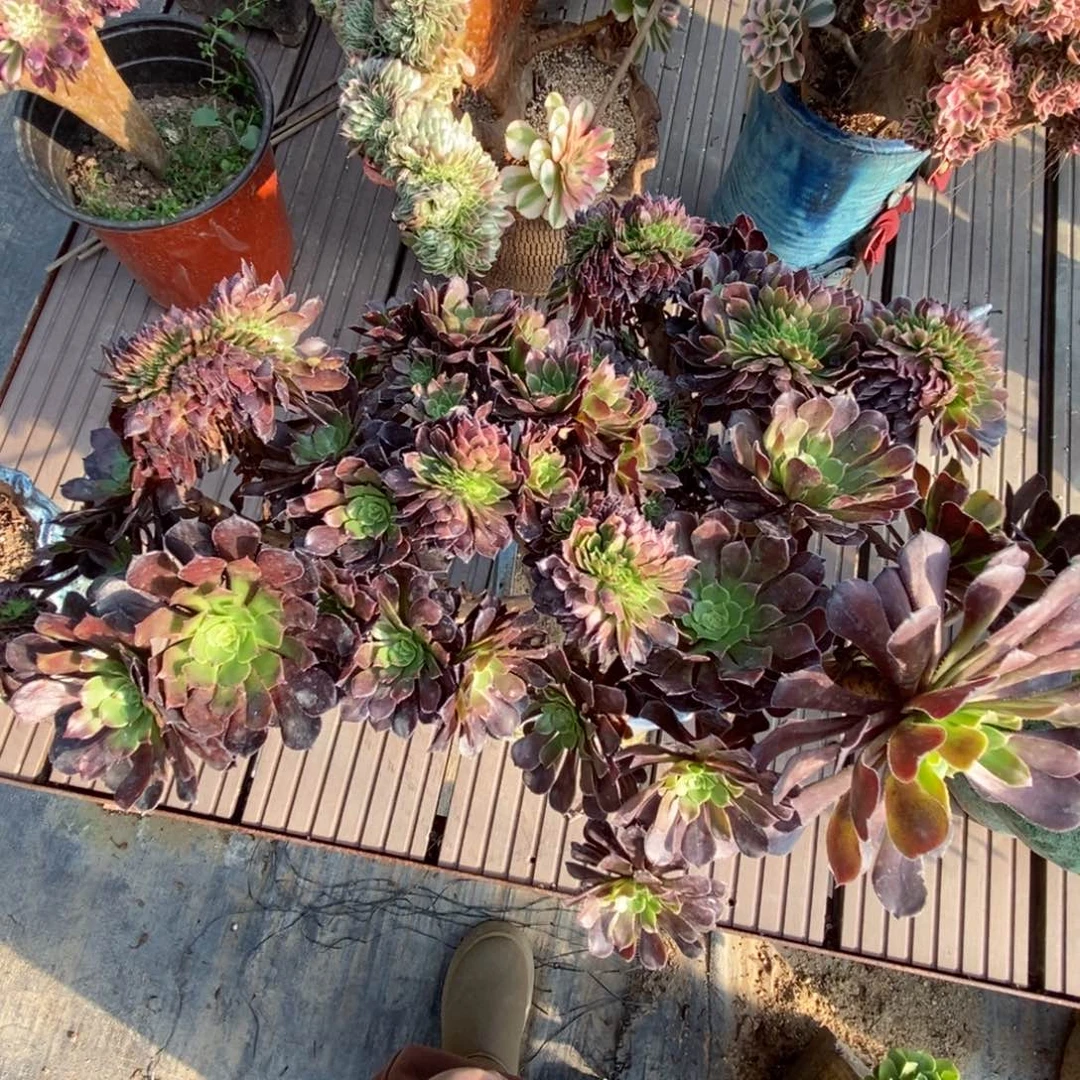 无花朵黑萝莉朵朵缀