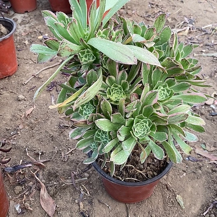 艳日伞加急发货5