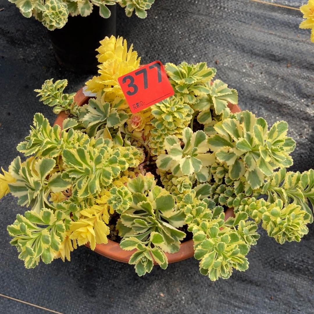 377多肉亚特兰蒂斯锦