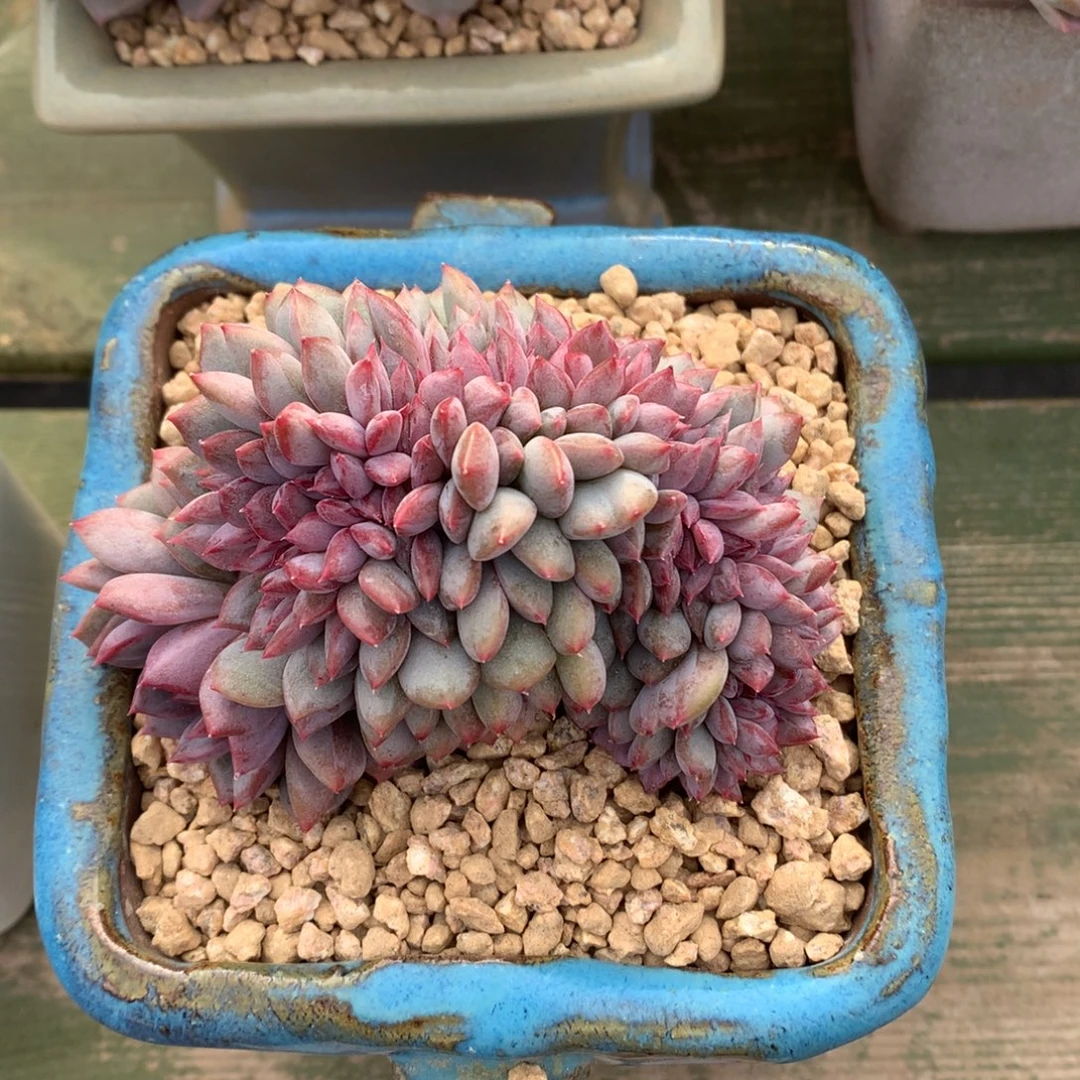 我们家的小姐姐们