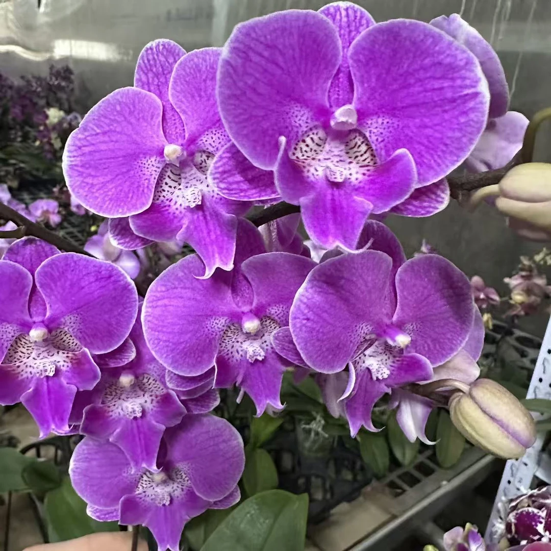 精品蝴蝶兰【曼塔梦露】 大舌头 花色鲜艳 优质苗情广州直发